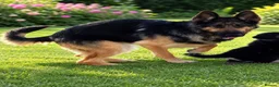 German Shepherd dogs for sale: German Shepard Puppies - Advert 1