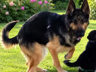 German Shepherd dogs German Shepard Puppies - Advert 18
