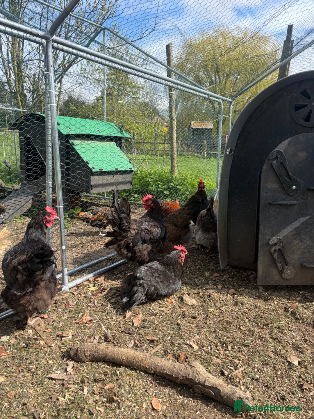 Hens poultry for sale: Various hens  - Advert 1