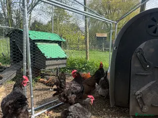 Hens poultry Various hens - Advert 15