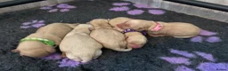 Labrador Retriever dogs for sale:  ⭐️ 5* LICENSED BREEDER - KC REGISTERED LABRADORS - Advert 12