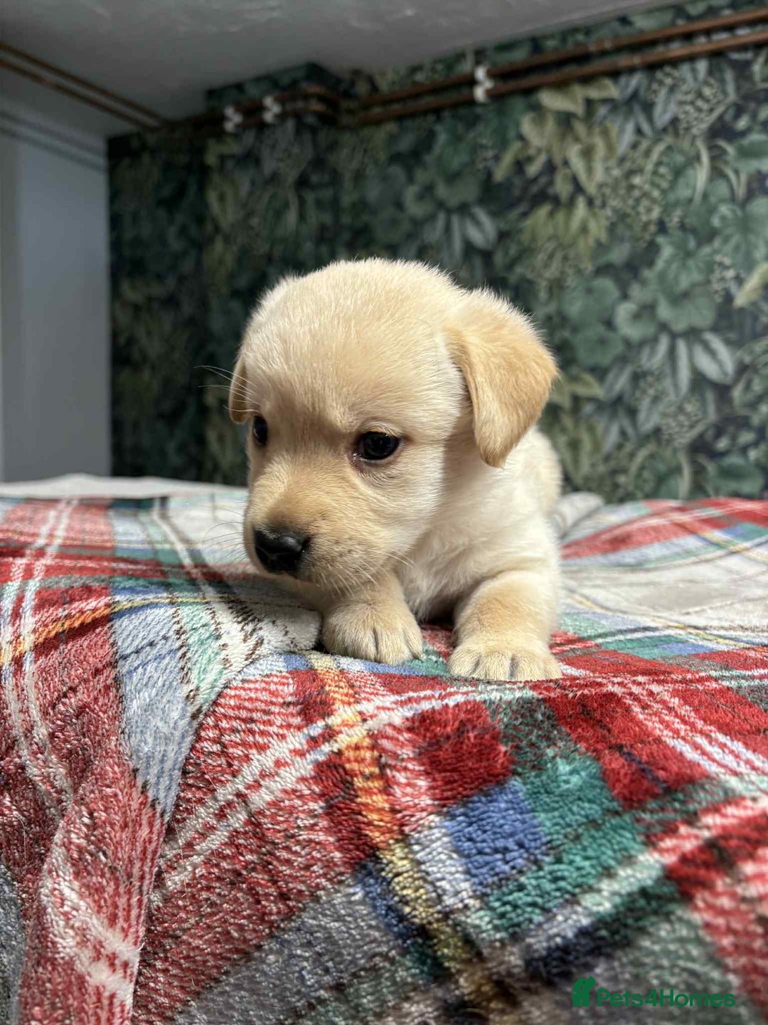 Labrador Retriever dogs for sale: 6 beautiful boy Labrador retrievers  - Image 3
