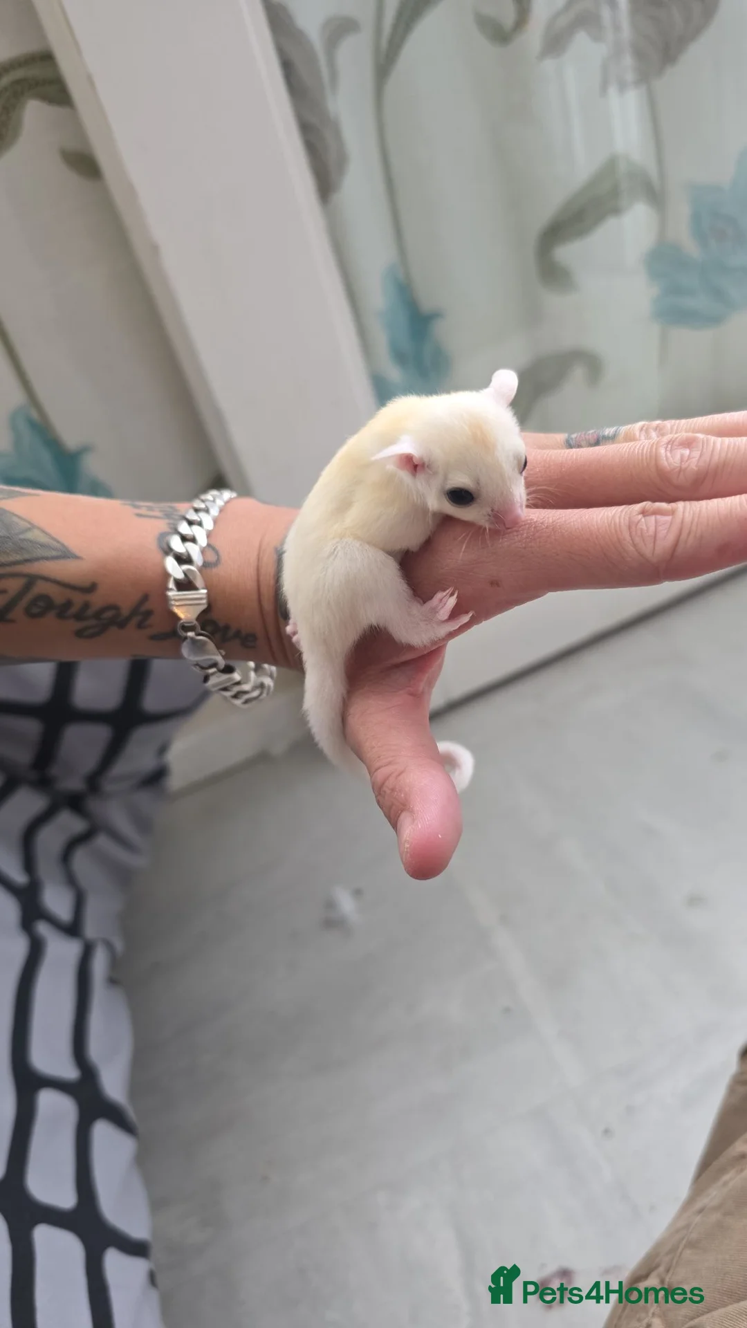 Sugar Glider rodents for sale: Baby sugar gliders  in London - Advert 2