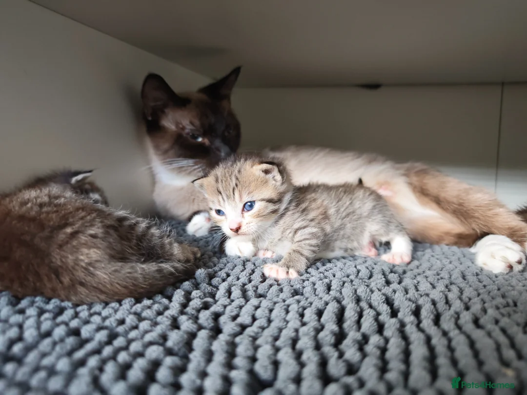 Mixed Breed cats for sale: Ragdoll cross  - Advert 1