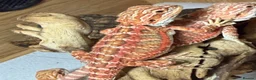 Bearded Dragon reptiles for sale: 💥💥💥Baby Dragons! WEEKEND SPECIAL £150 💥💥💥 - Advert 25