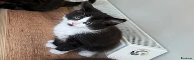 Mixed Breed Kitten 1