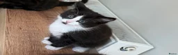 Mixed Breed cats for sale: 2 beautiful kittens left - Advert 5