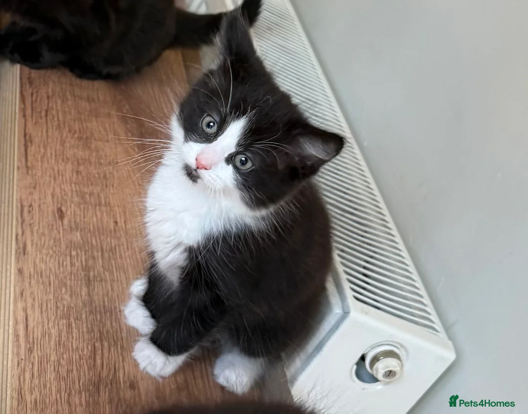 Mixed Breed cats for sale: 2 beautiful kittens left - Advert 5