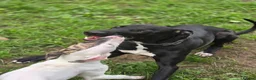 Mixed Breed dogs for sale: Freya the whippet lurcher.  - Advert 3
