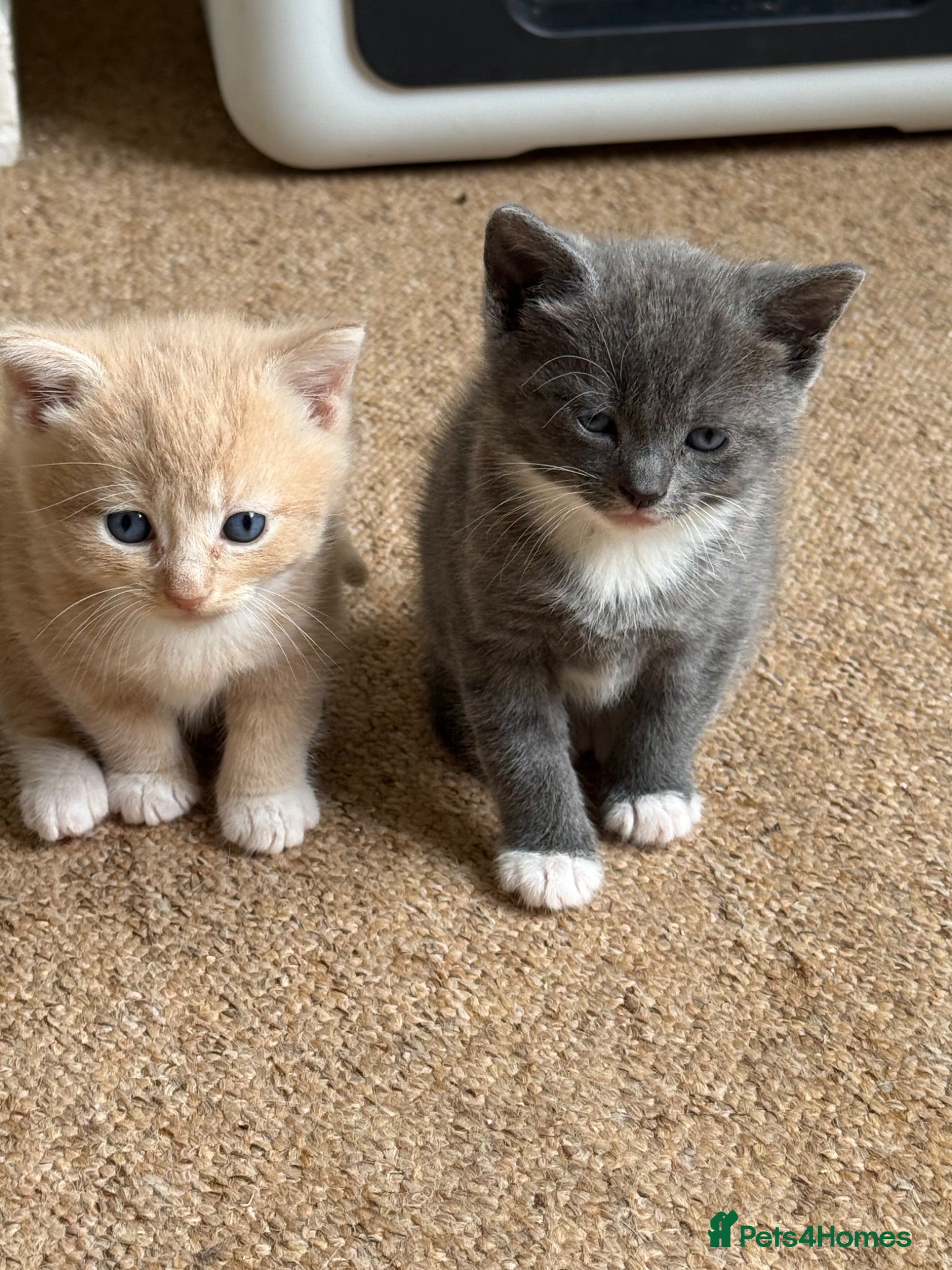 Mixed Breed cats Two beautiful kittens  - Advert 2