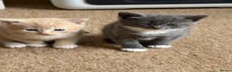 Mixed Breed cats for sale: Two beautiful kittens  - Advert 1