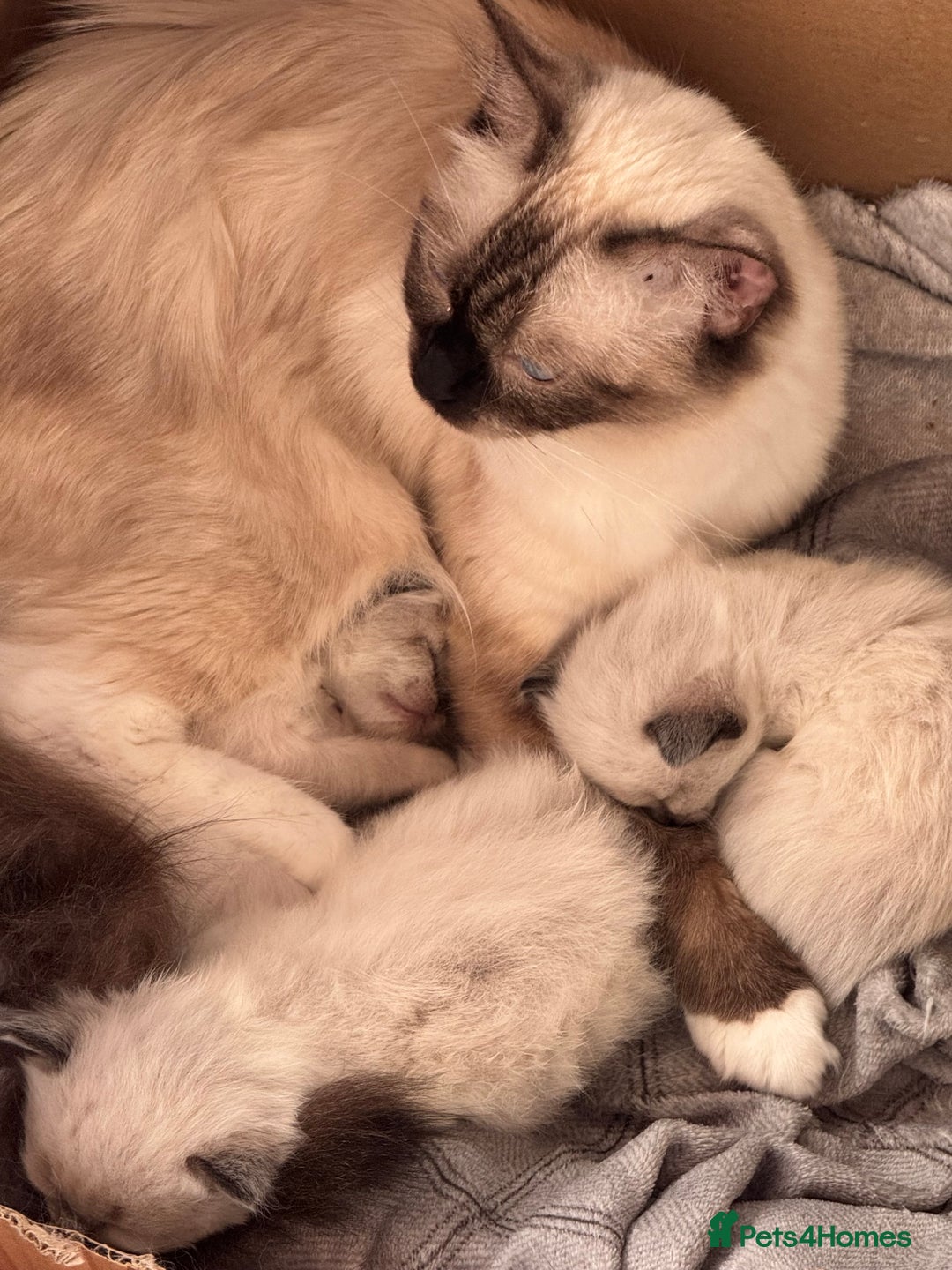 Ragdoll cats for sale: Adorable Ragdoll kittens - Image 8