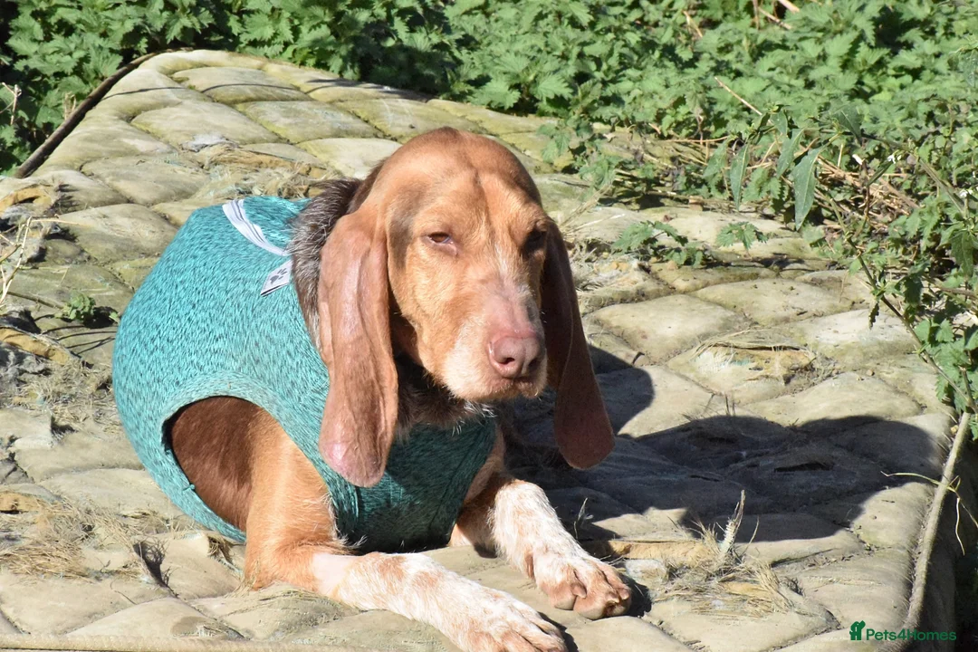 Mixed Breed dogs for adoption: Mimosa  - Advert 10