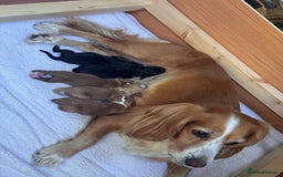 Cocker Spaniel dogs for sale: Beautiful working cocker spaniels.  - Advert 1