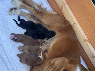 Cocker Spaniel dogs Beautiful working cocker spaniels. - Advert 4