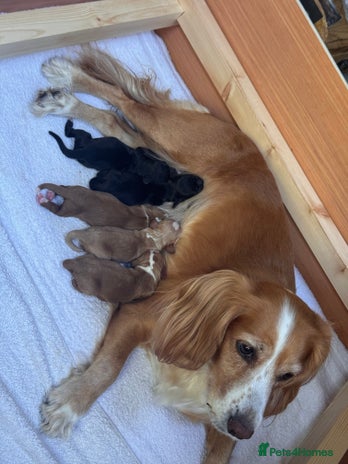 Cocker Spaniel dogs Beautiful working cocker spaniels. - Advert 1