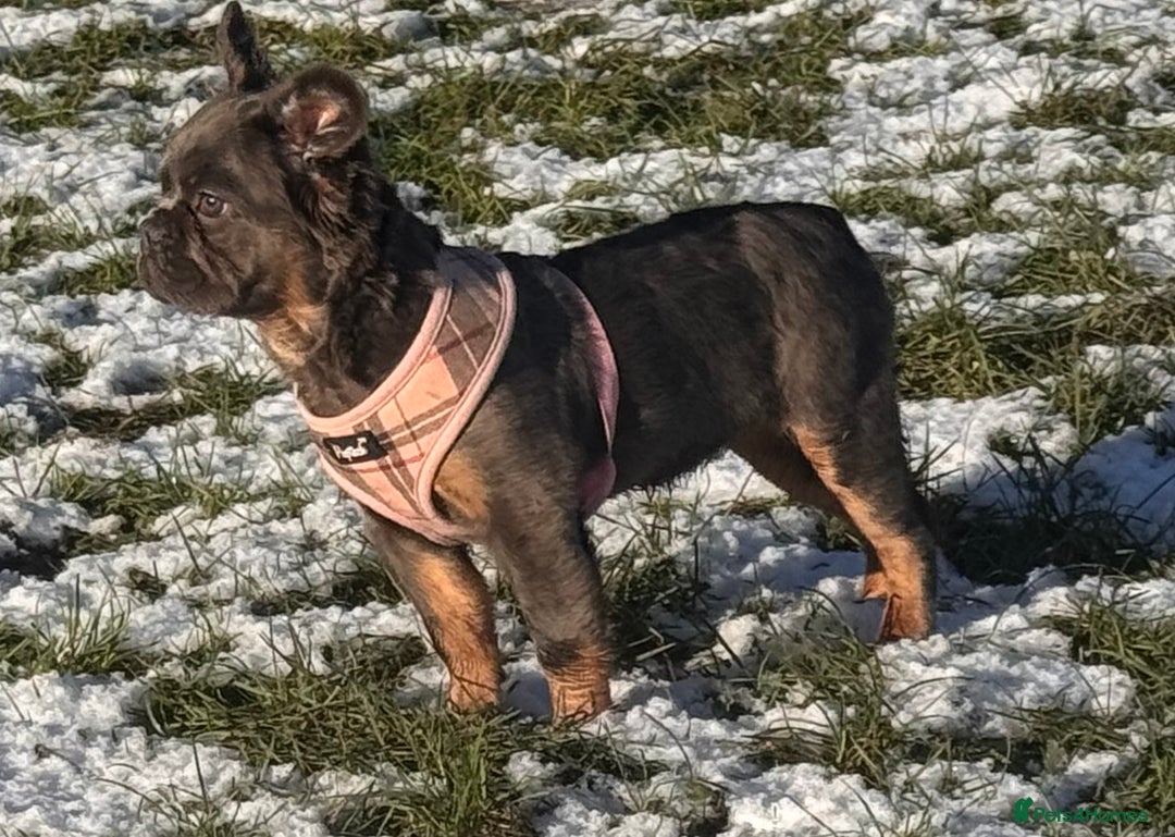 French Bulldog dogs for sale: Beautiful frenchie pups - Advert 5