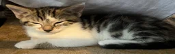 Mixed Breed cats for sale: 6 Lovely kittens for sale  - Advert 17