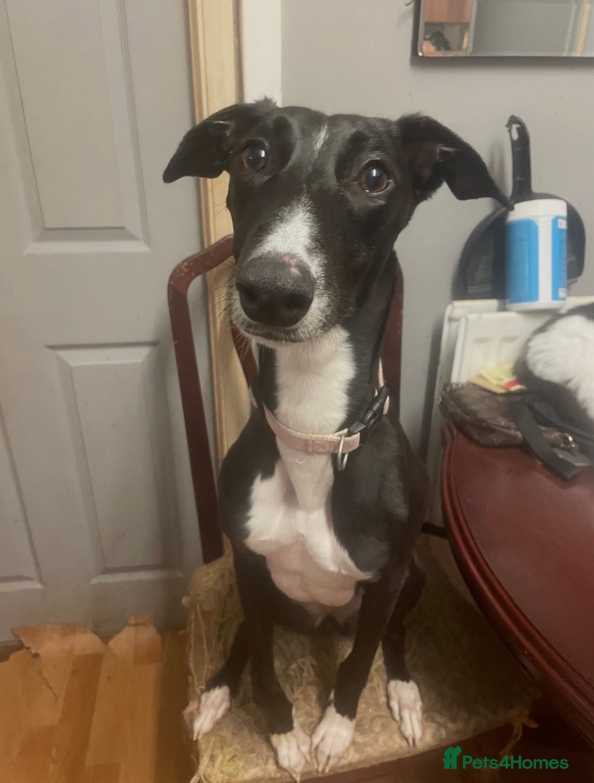 Mixed Breed dogs Urgent rehoming of Bonnie - Advert 3