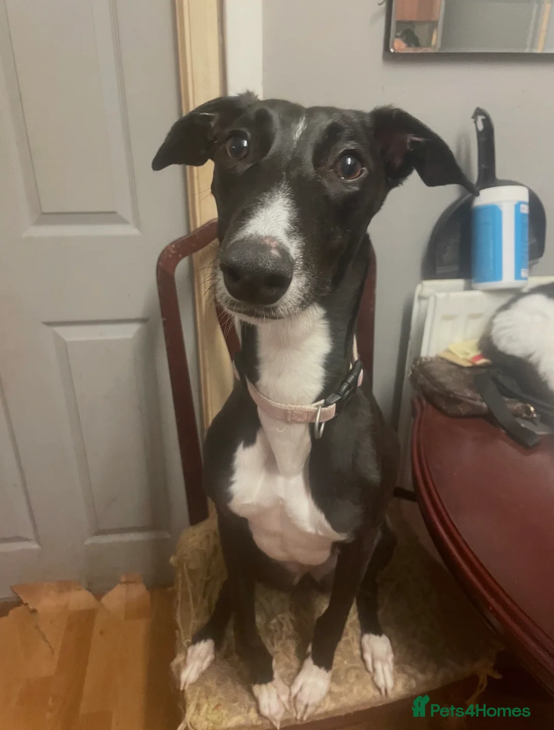 Mixed Breed dogs for sale: Urgent rehoming of Bonnie - Advert 1