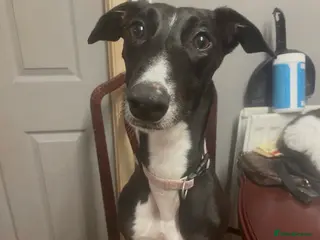 Mixed Breed dogs Urgent rehoming of Bonnie - Advert 3