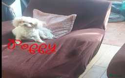 Poochon dogs for sale: Bambi and her mum Poppy need a new loving Family - Image 12