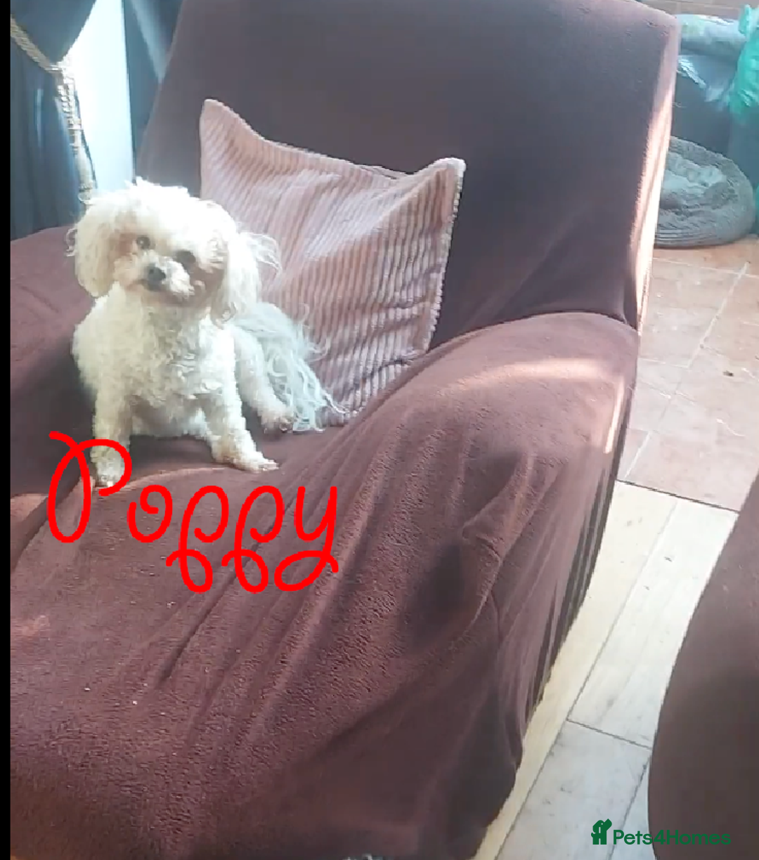 Poochon dogs for sale: Bambi and her mum Poppy need a new loving Family - Image 12