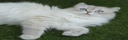 British Longhair cats for sale: Vet bred teddybear lap cats gccf - Advert 15
