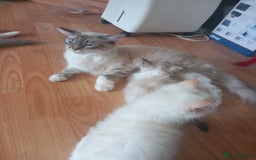 Ragdoll cats for sale: Flame point ragdoll - Image 4