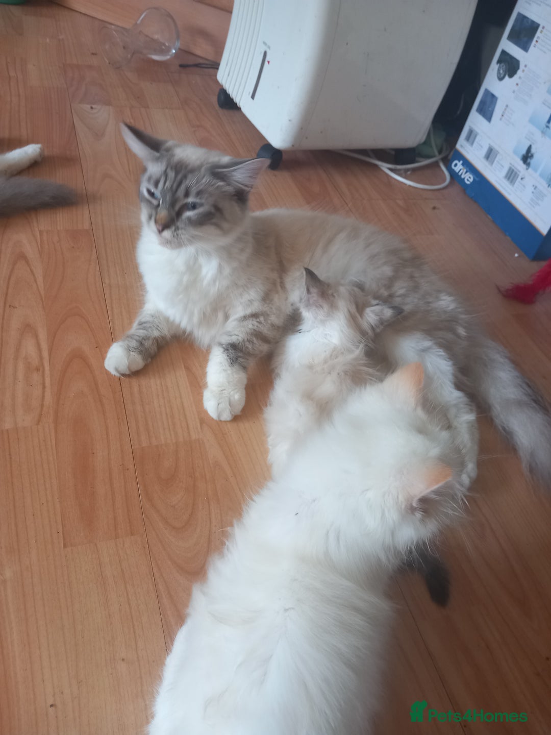 Ragdoll cats for sale: Flame point ragdoll - Image 4