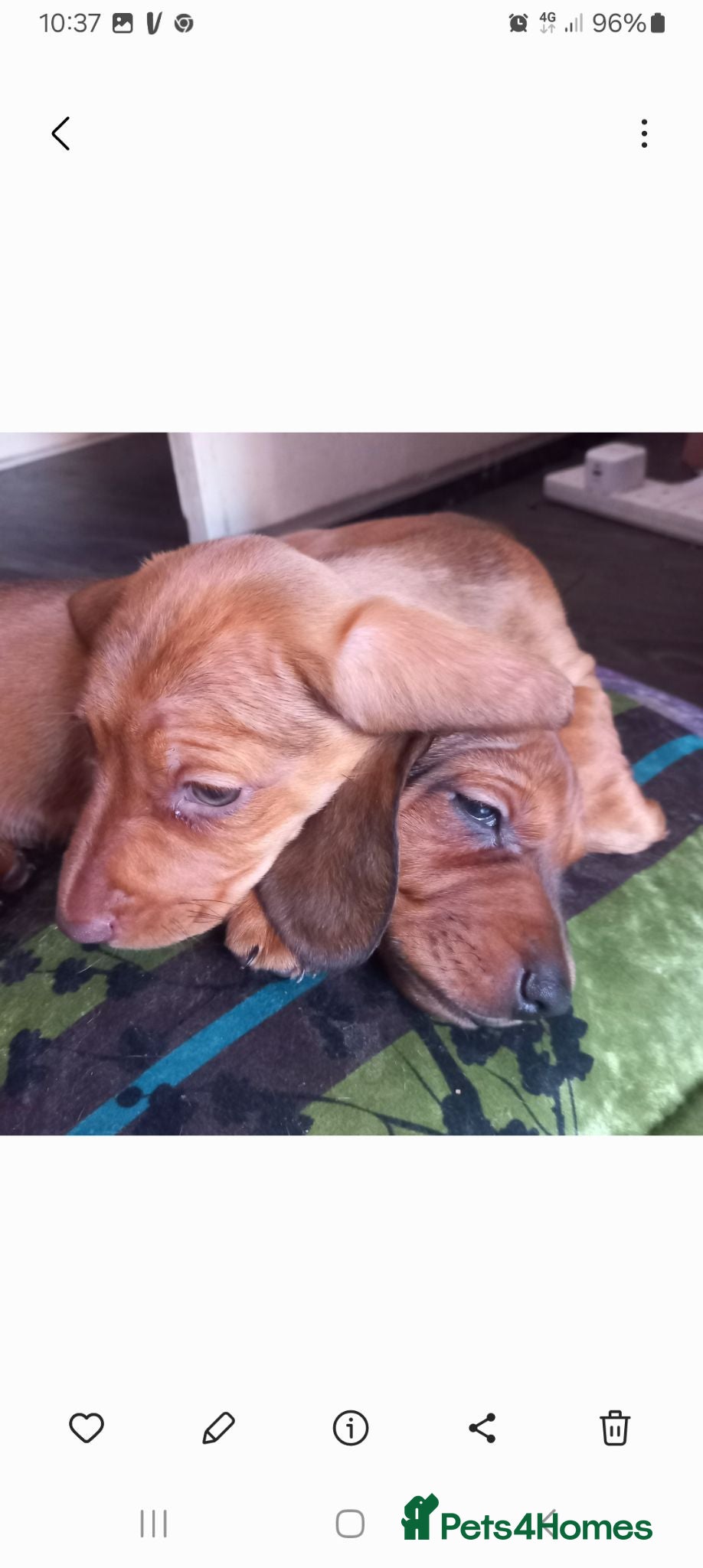 Miniature Dachshund dogs Miniature Dachshund pups - Advert 5