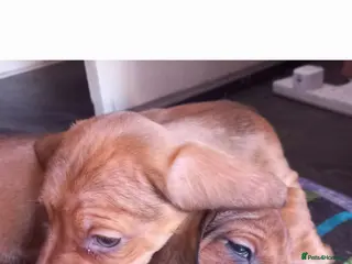 Miniature Dachshund dogs Miniature Dachshund pups - Advert 6