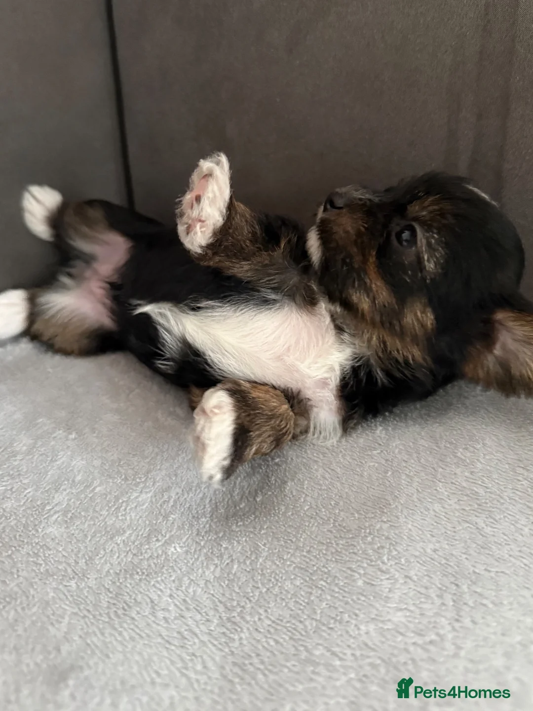 Yorkshire Terrier dogs for sale: Yorkshire Terrier  - Advert 2