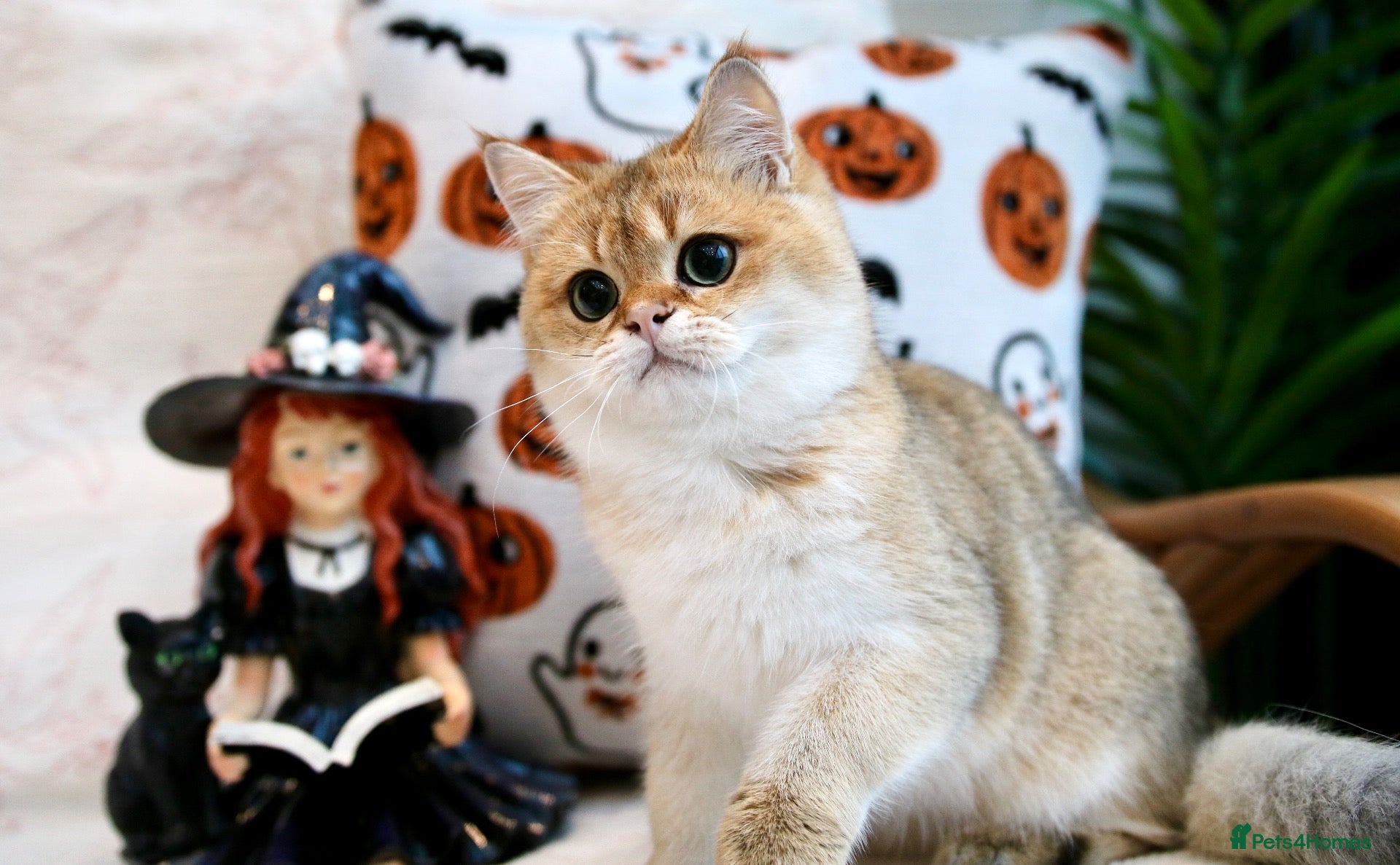 British Shorthair cats BSH 7 month kitten for sale - Advert 7