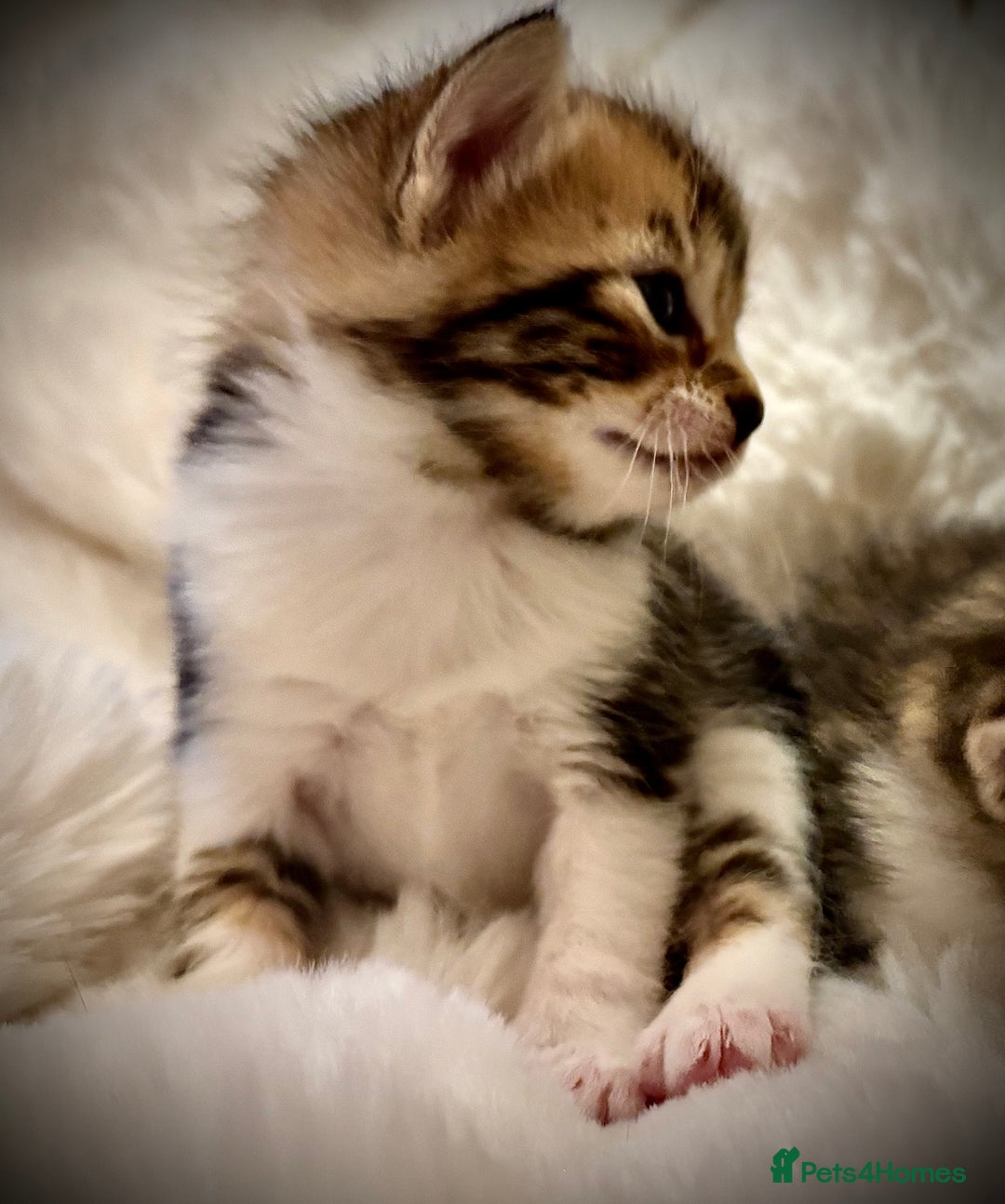 Ragdoll cats for sale: ✨ Exquisite Ragdoll-Bengal Baby Kittens ✨ - Advert 12