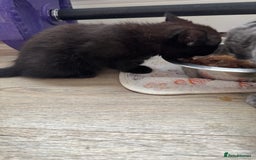 Mixed Breed cats for sale: Cat and kittens - Image 5