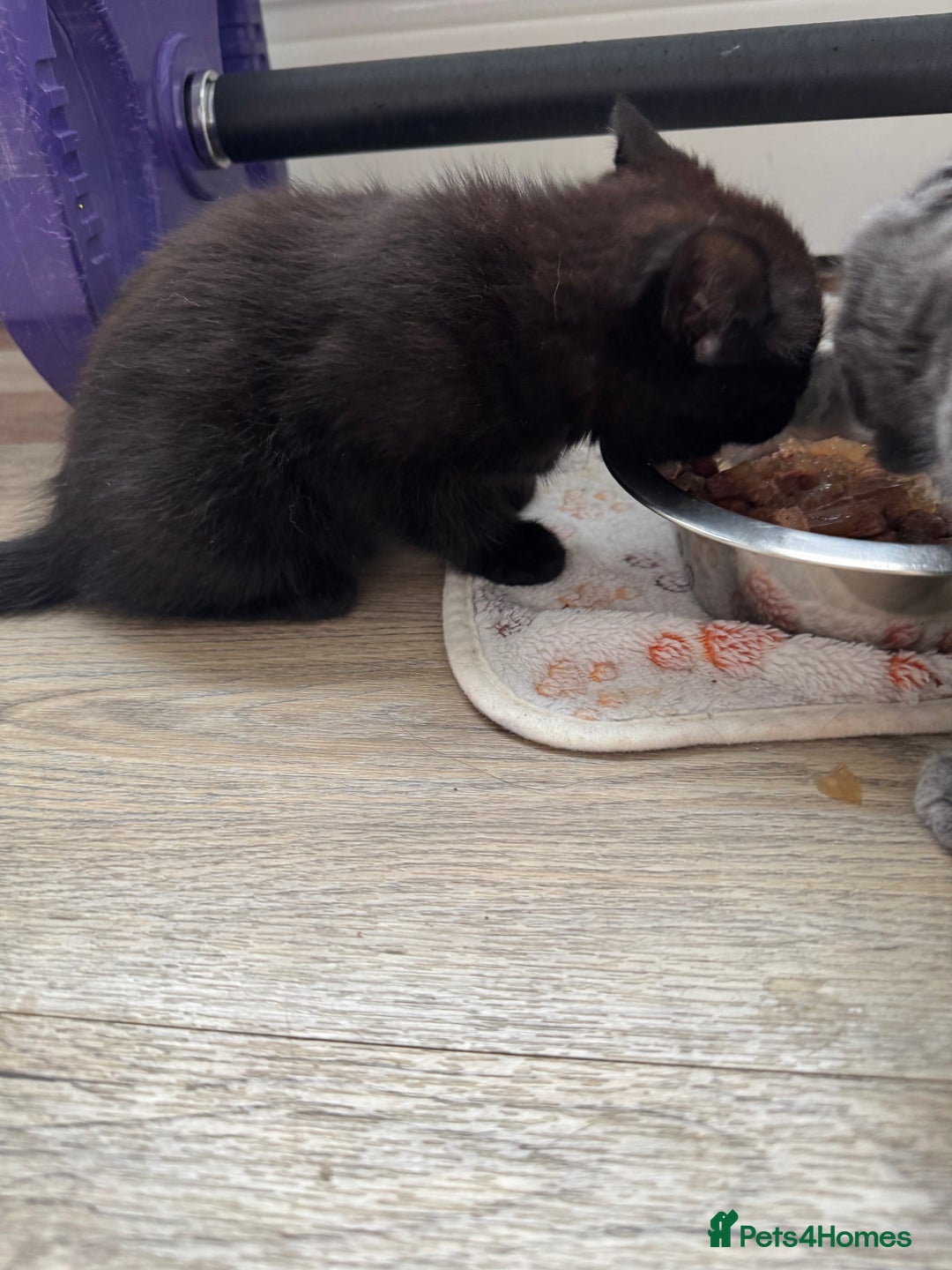 Mixed Breed cats for sale: Cat and kittens - Image 5