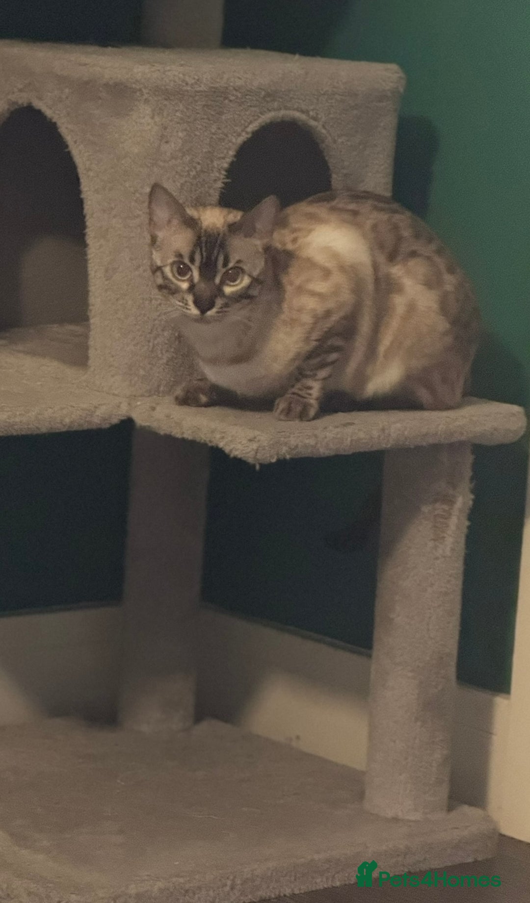 Bengal cats for sale: Bengal kittens for rehoming  - Image 5