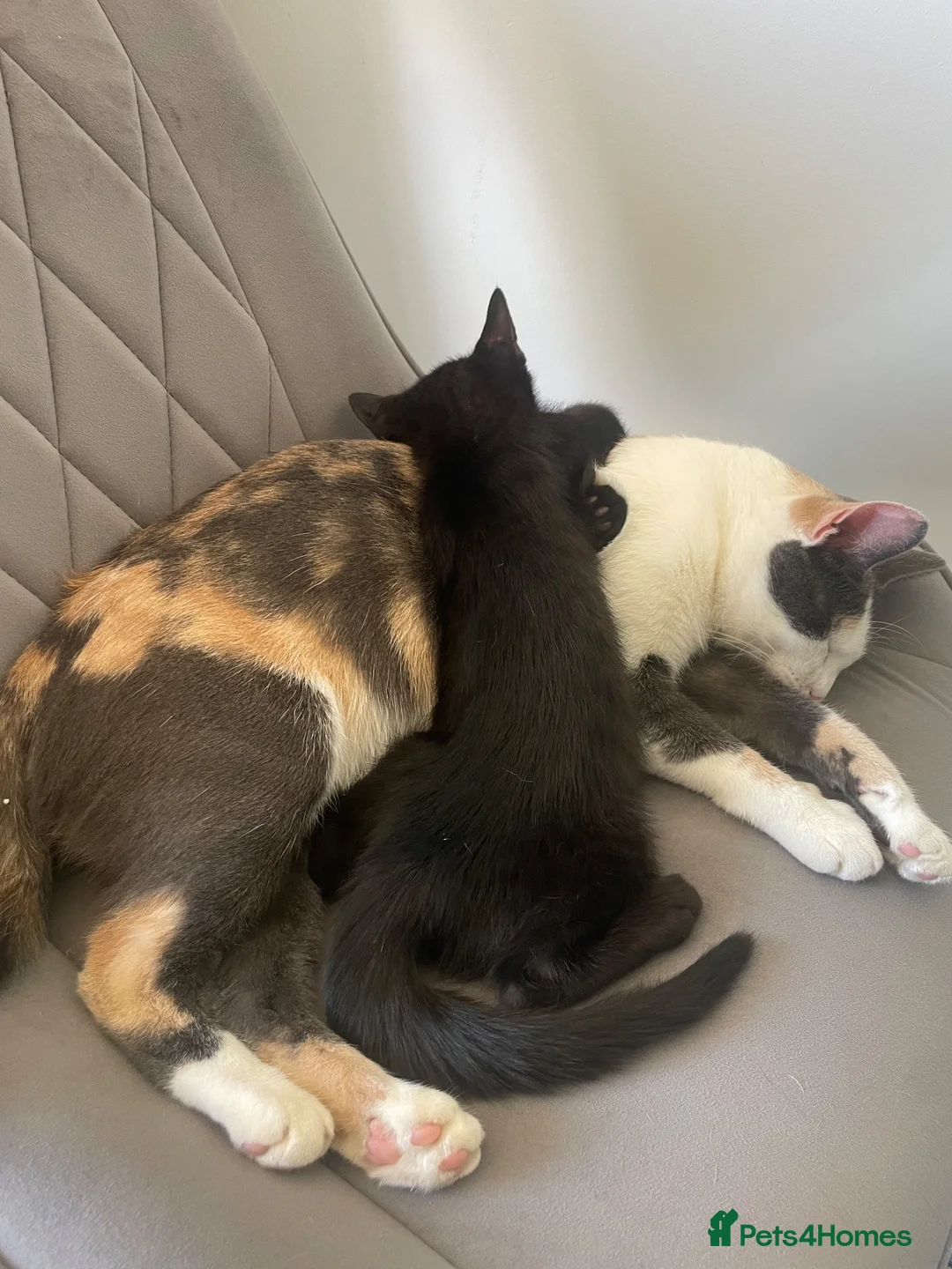 Mixed Breed cats for sale: Gorgeous little boy kitten  in Southampton - Advert 8
