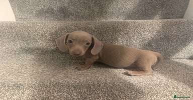 Miniature Dachshund dogs - Advert 16
