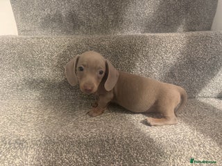 Miniature Dachshund dogs - Advert 6