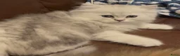 Persian cats for sale: Persian silver chinchilla kittens  - Advert 12