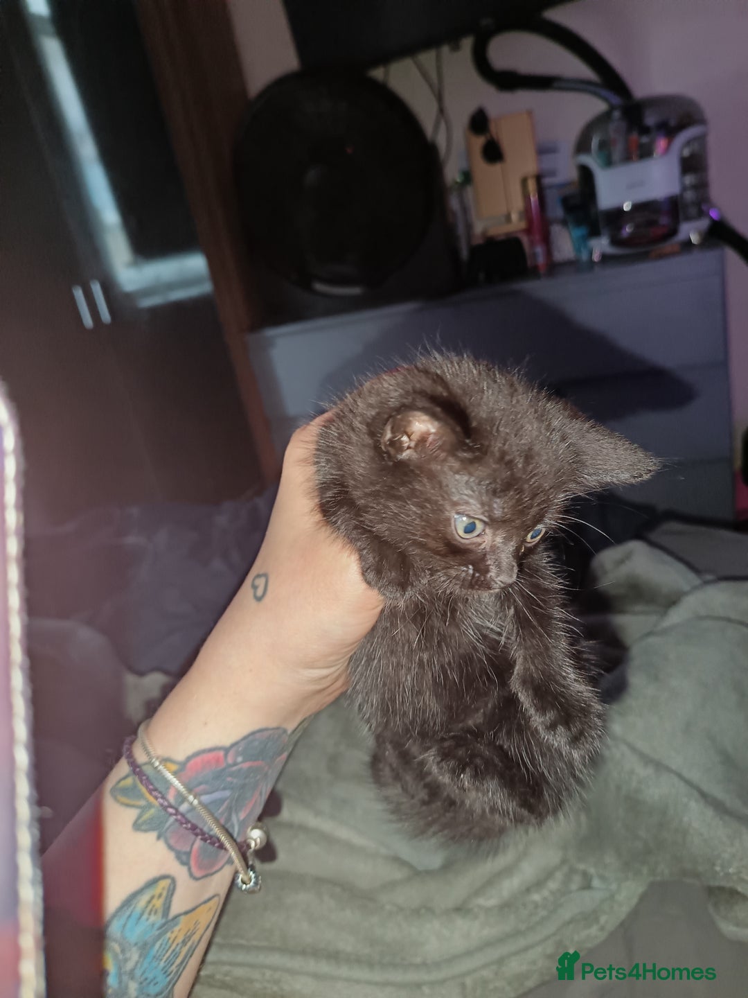 Mixed Breed cats for sale: Mix bread kittens black and black white fluffy  - Image 2