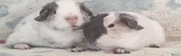 Guinea Pig rodents for sale: MEADOW SIDE CAVIES BABY GUINEA PIGS HEREFORDSHIRE  - Advert 3