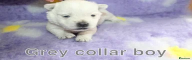 West Highland Terrier Puppy 2