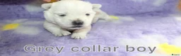 West Highland Terrier dogs for sale: Beautiful west highland terrier puppies for sale - Advert 8