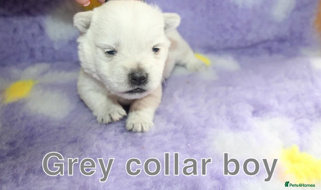 West Highland Terrier dogs for sale: Beautiful west highland terrier puppies for sale - Advert 8