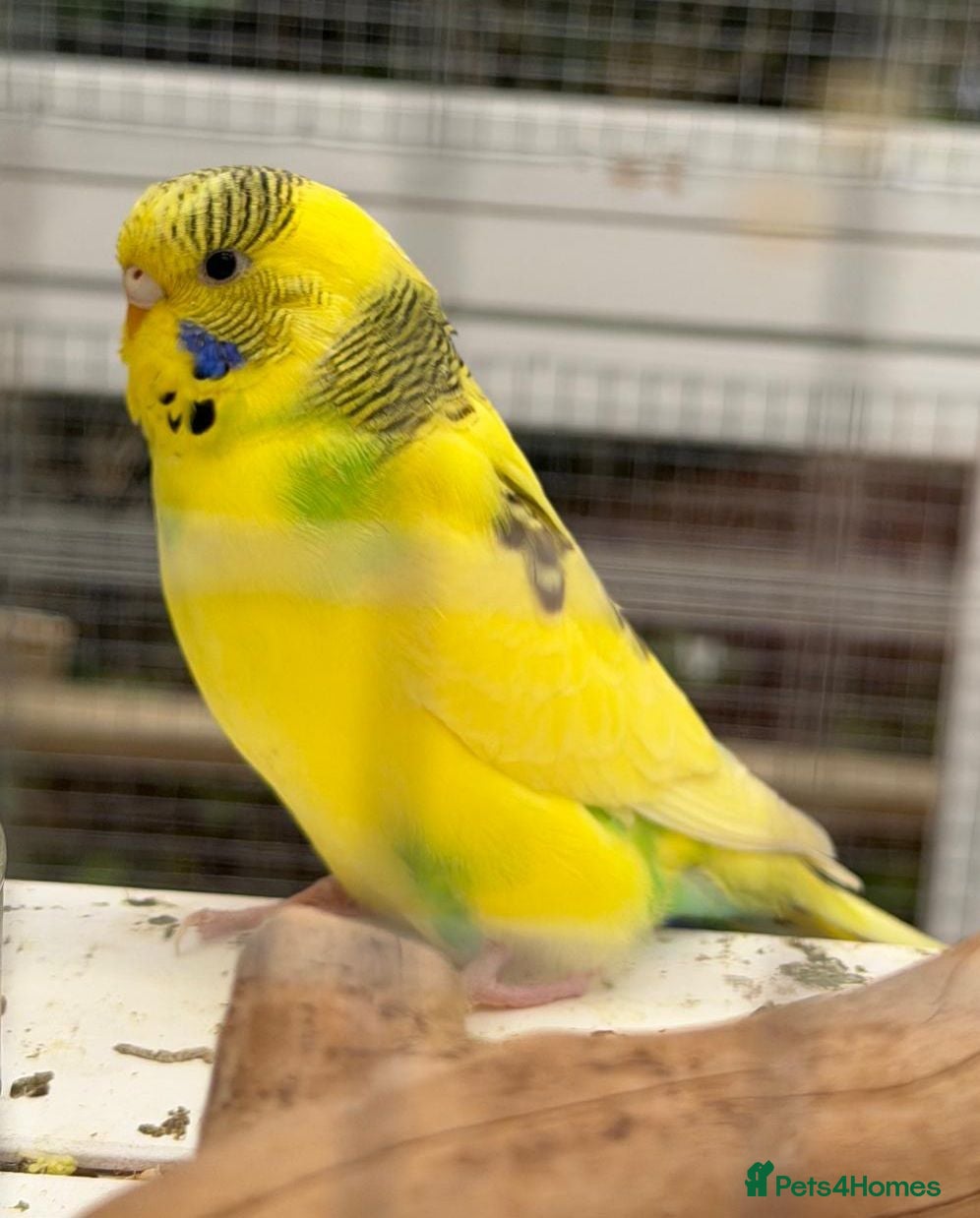 Budgerigars birds Young Budgies - Advert 13