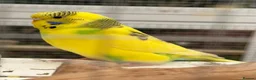 Budgerigars birds for sale: Young Budgies - Advert 1