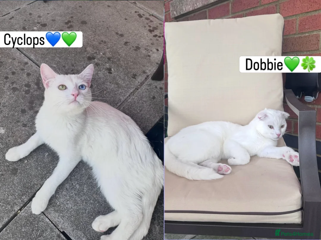 Scottish Fold cats for stud: 🐾 STUD SERVICES AVAILABLE – DOBBY OR CYCLOPS 🐾 - Advert 1